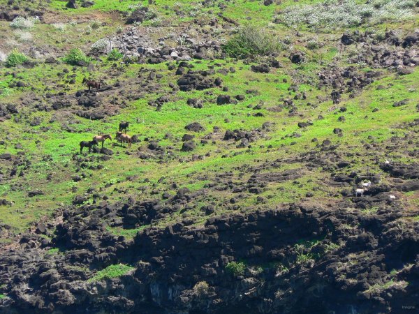4- Chevaux et chevres sauvages a Ua-Huka 